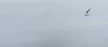 Isolated Bird flying with fish in the beak and white spaceの写真素材