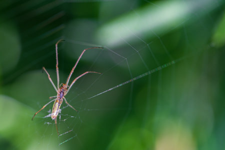 Closeup of spider and spiderweb over green