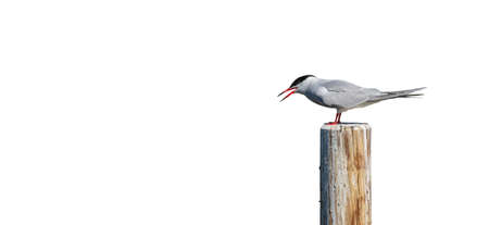 Profile view of bird with open beak over whiteの写真素材