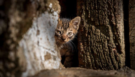 Kitten looking at the camera from the holeの写真素材