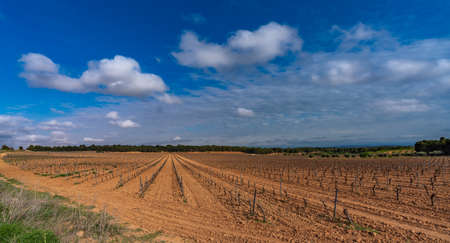 Vineyard rows optimized for harvesting under cloudy skyの写真素材
