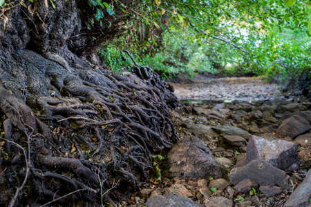 Tree roots and dry river banksの写真素材