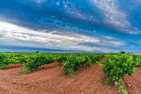 Vast vineyard and modern windmills under cloudy skyの写真素材