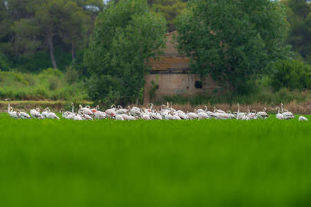 Large group of flamingoes feeding on the rice fieldの写真素材
