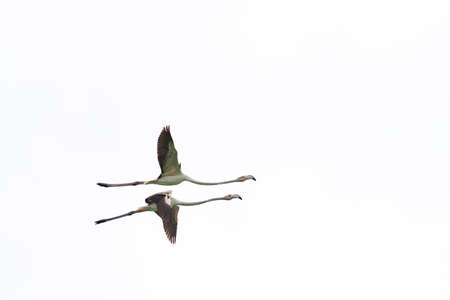 Two flamingoes flying with extended wings on whiteの写真素材