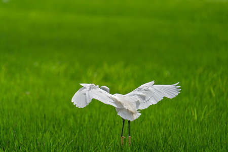 White heron landing over rice field with text spaceの写真素材