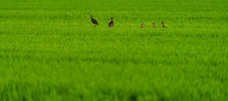 Ducks and ibis in the middle of the ricefieldの写真素材