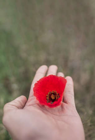 Left hand holding poppy flower with blurred background for text spaceの写真素材