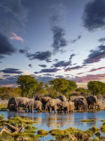 Large group of Elephants in Etosha parkの写真素材