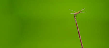 Dragonfly over the top of the stick with blurred background