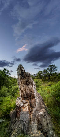 Corn oak tree under sky for text spaceの写真素材