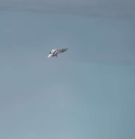 Profile view of bird with open wings and clear skyの写真素材