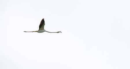 Flamingo flying with extended wings on whiteの写真素材