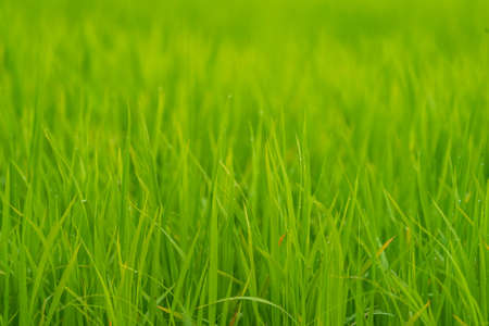 Green rice field background with shallow depth of fieldの写真素材