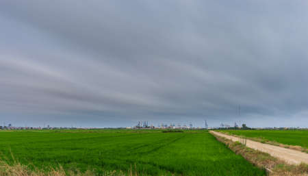 Green rice fields, skyline and commercial dockの写真素材