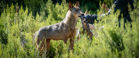 Unrecognizable person feeding the wolfs in the bushの写真素材