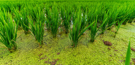Flooded rice field with growing plants top viewの写真素材