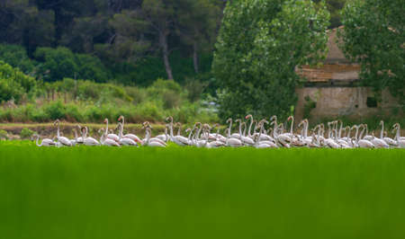 Large group of flamingoes heads up feeding on the ricefieldの写真素材