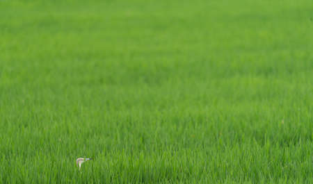Heron head in the middle of the rice fieldの写真素材