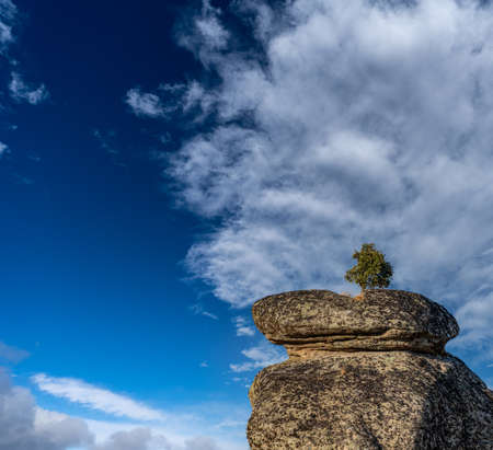 Tree on top of the boulder under cloudy skyの写真素材