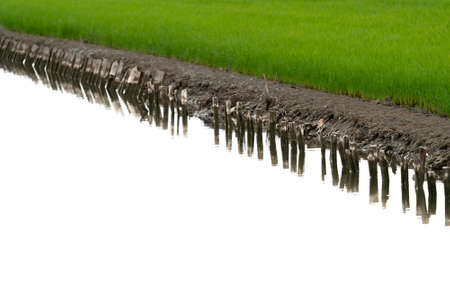 Irrigation canal close to green rice fieldの写真素材