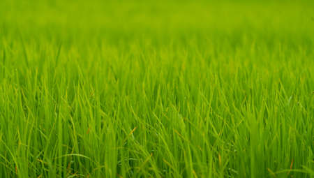 Rice field background with shallow depth of fieldの写真素材