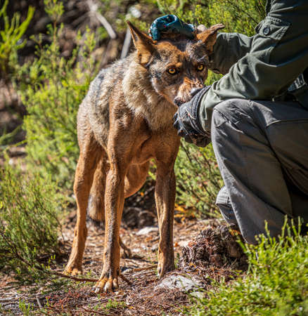 Unrecognizable person squatting feeding the wolf with flushed eyesの写真素材