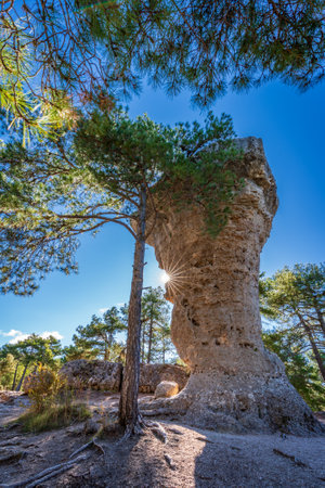 Boulder higher than a pine tree and sunstarの写真素材