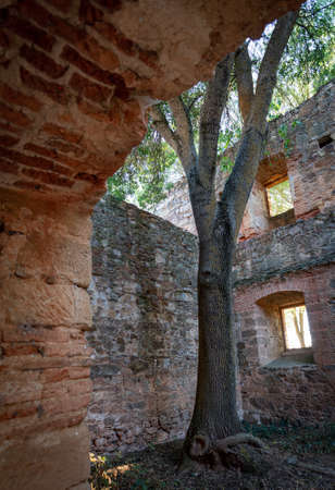 Tall tree grown inside old abandoned buildingの写真素材
