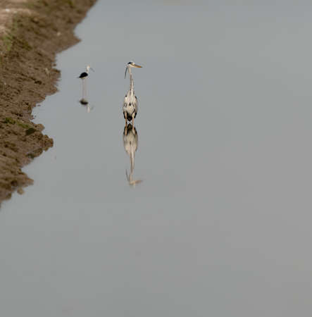 Heron reflected over the riverの写真素材