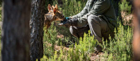 Unrecognizable person feeding the wolf pack litterの写真素材