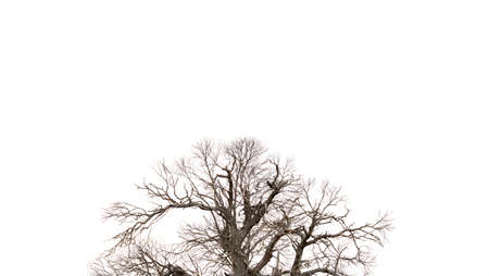 Top of dry tree over white background for textの写真素材