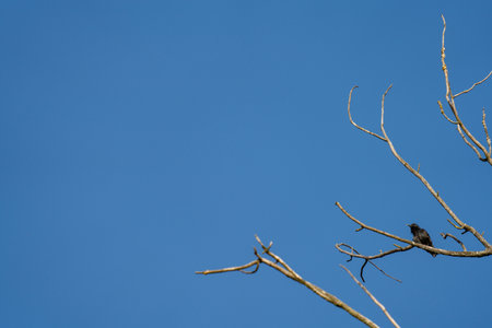 Starling over the dead tree branch against clear blue skyの写真素材