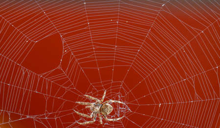 Spider over the spiderweb against red backgroundの写真素材