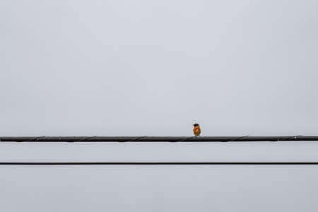 Power lines with bird looking to the leftの写真素材
