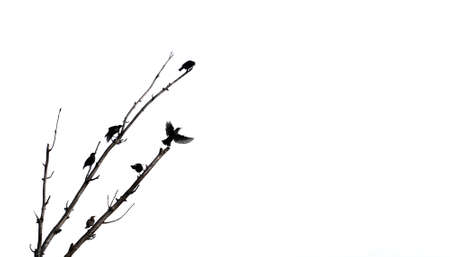Starlings over the dead tree branch against white backgroundの写真素材