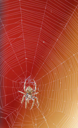 Spider over the spiderweb against red and yellow backgroundの写真素材