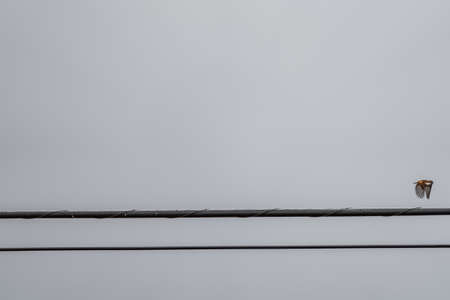 Power lines with bird flying out of themの写真素材