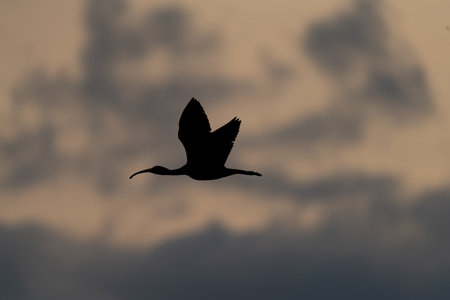 Huge bird silhouette against blurred cloudy skyの写真素材