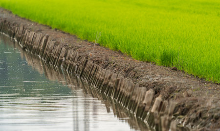 Green rice field at canal edge with shallow depth of fieldの写真素材