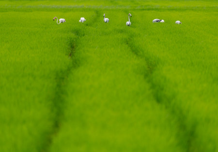 Rice field, wheel marks to the distance and flamingo groupの写真素材