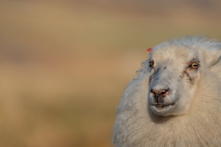 Icelandic sheep head with blurred backgroundの写真素材