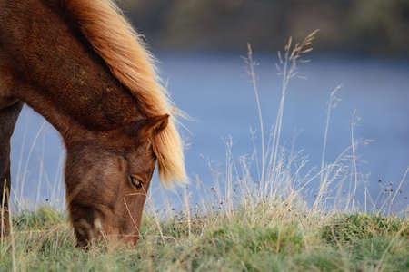 Icelandic horse head feeding with grass, profile viewの写真素材