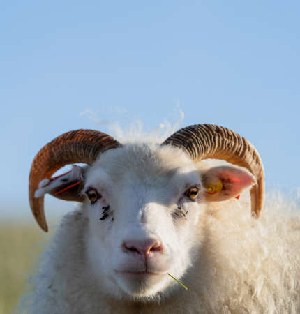 Funny sheep with blade in the mouth looking to the cameraの写真素材
