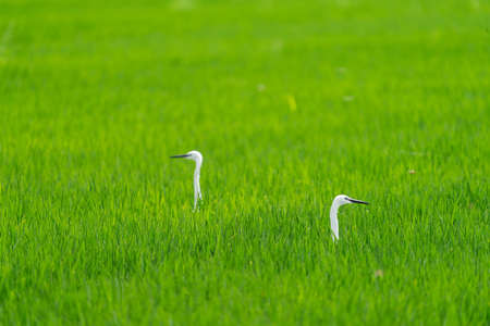 Heron heads emerge over the rice fieldの写真素材