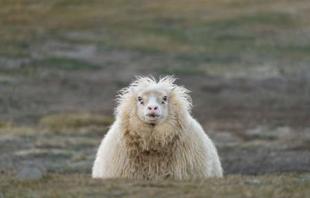 Funny sheep emerging over the hill with blurred backgroundの写真素材