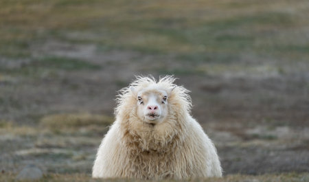 Sheep emerges over the hill with blurred backgroundの写真素材