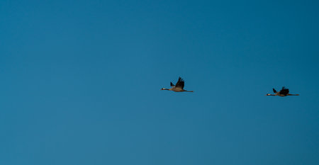 Two cranes flying in formation over blue skyの写真素材