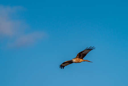 Kite flying and looking at the cameraの写真素材