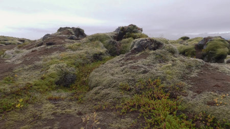 Moss covered lava fields under white skyの写真素材